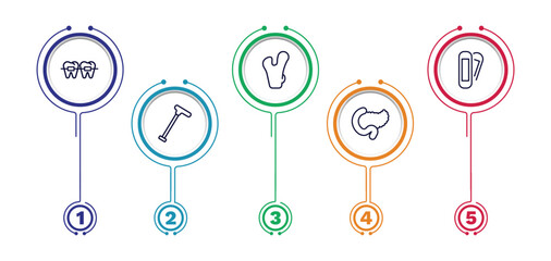 set of medical thin line icons. medical outline icons with infographic template. linear icons such as braces, femur, plaster, walking stick, pancreas vector.