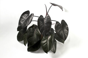 Philodendron Royal Queen on white background.