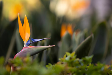 bird of paradise flower