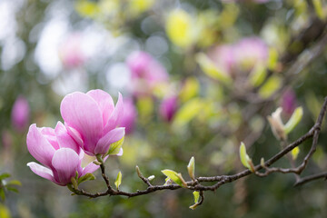 pink magnolia flower isolated