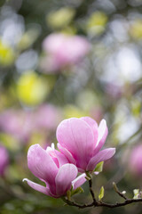 Obraz na płótnie Canvas pink magnolia flowers isolated