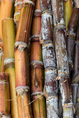 close up of sugar cane