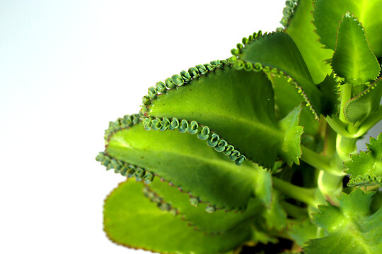 Mother of Thousands plant on a black pot isolated on white background