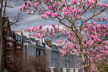 Fototapeta na wymiar Stunnng pastel pink magnolia flowers, photographed on a bright day in Notting Hill, west London UK. Magnolia trees flower for about three days a year in springtime.