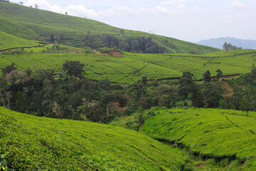 Tea plantation landscape in the morning