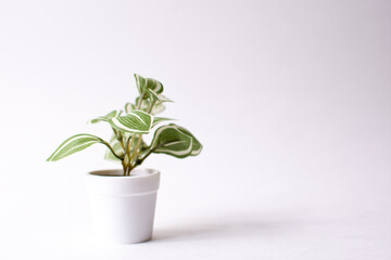 Little Plant - white background