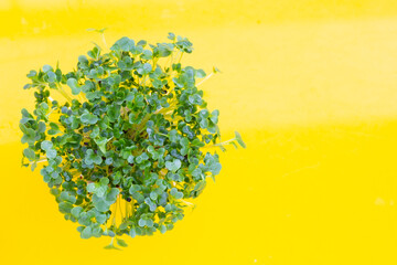 Kale sprouts on yellow background.