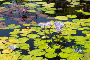 Beautiful blooming Nymphaea lotus flower with leaves, Water lily pot