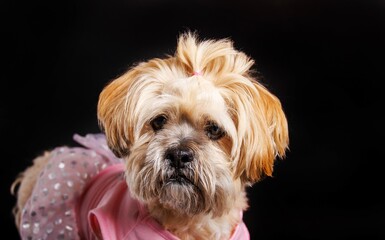 Lhasa Apso - Amazing dog in studio photo session
