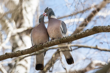 Fototapeta premium Spring, love, сommon wood pigeon!