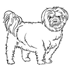 Affenchon dog breed doodle style black and white vector illustration line artwork