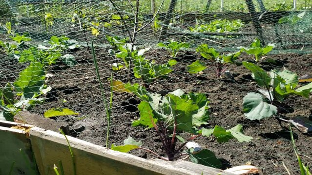 Close up of growing Kohlrabi plants in the garden bed while covered with bird net to protect from butterflies.