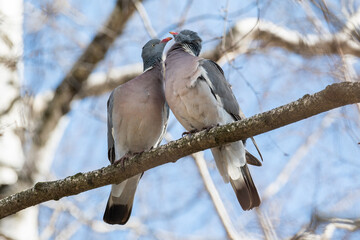 Spring, love, сommon wood pigeon!