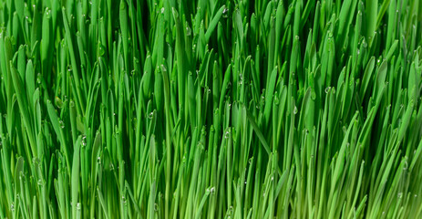 Fototapeta na wymiar Green wheat sprouts with water drops, macro