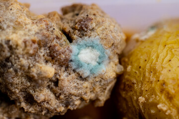 Mold growing on last weeks meatballs.