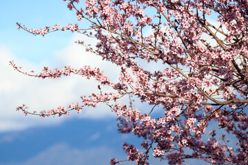 Branches of pink plum flowers blossom blooming on tree with blurry nature of cloudy mountain with sky in background during spring season 