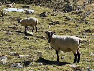 Domestic sheeps on high alpine pastures in early autumn and in the Albula Alps mountain massif, Zernez - Canton of Grisons, Switzerland (Kanton Graubünden, Schweiz)