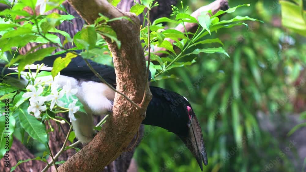 Poster close up shot capturing a curious trumpeter hornbill, bycanistes bucinator extending its head and wo