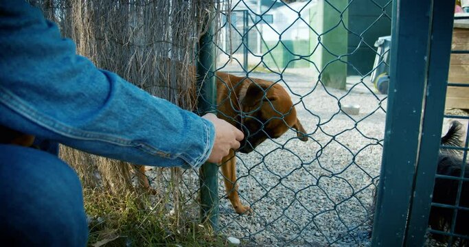 Meeting a dog in an animal shelter