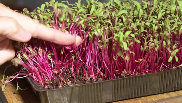 detail plan. cutting of micro gren of beetroot
