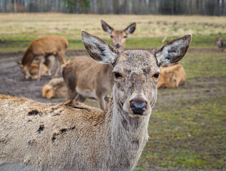 Red deer deer, fallow deer majestically powerful adult animal outside the forest. Mouflons that live with deer. A large animal in the natural forest. The wild landscape creates nature. Deer garden.