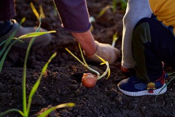 Grandmother and grandson works in the vegetable garden at sunset close up. Spring work