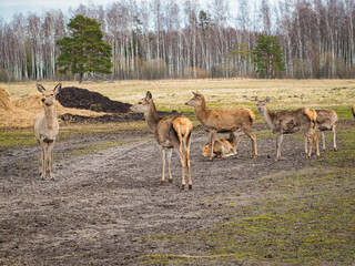 Red deer deer, fallow deer majestically powerful adult animal outside the forest. Mouflons that live with deer. A large animal in the natural forest. The wild landscape creates nature. Deer garden.