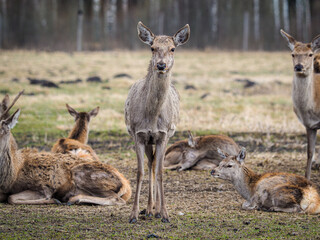 Naklejka na ściany i meble Red deer deer, fallow deer majestically powerful adult animal outside the forest. Mouflons that live with deer. A large animal in the natural forest. The wild landscape creates nature. Deer garden.