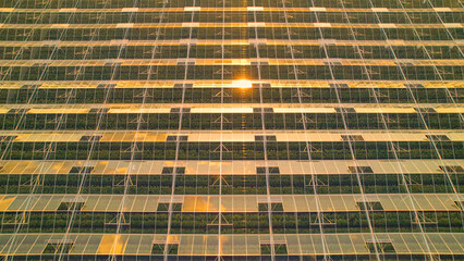 AERIAL: Golden sun reflecting from the roof of modern agricultural glasshouse