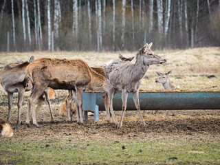 Red deer deer, fallow deer majestically powerful adult animal outside the forest. Mouflons that live with deer. A large animal in the natural forest. The wild landscape creates nature. Deer garden.
