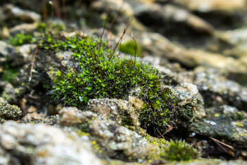 macro beautiful green moss, rocks full of the moss texture in nature for wallpaper