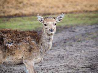 Fototapeta premium Red deer deer, fallow deer majestically powerful adult animal outside the forest. Mouflons that live with deer. A large animal in the natural forest. The wild landscape creates nature. Deer garden.
