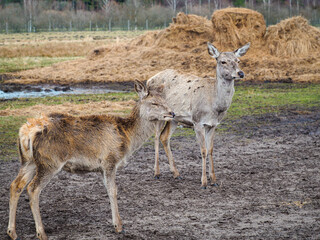 Red deer deer, fallow deer majestically powerful adult animal outside the forest. Mouflons that live with deer. A large animal in the natural forest. The wild landscape creates nature. Deer garden.