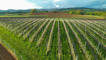 AERIAL: Beautiful planted apple trees in orchard during lush flowering in spring