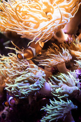 Naklejka na ściany i meble Cute orange clown fish hiding on anemones on a tropical underwater scene