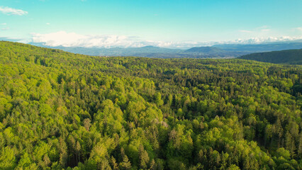 AERIAL: High angle view revealing vast forested area with lush green mixed trees
