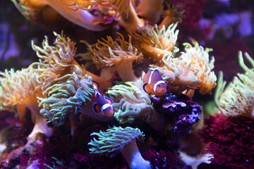 Naklejka na ściany i meble Cute orange clown fish hiding on anemones on a tropical underwater scene