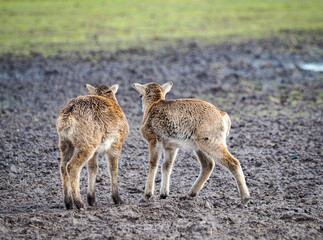 Red deer deer, fallow deer majestically powerful adult animal outside the forest. Mouflons that live with deer. A large animal in the natural forest. The wild landscape creates nature. Deer garden.