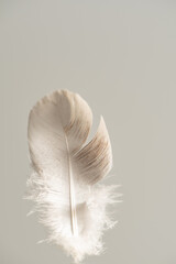Feather, feather photographed standing up against gray background, selective focus.
