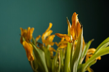 In a blurred colorful withered fading bouquet of bright yellow sunny tulips, an elegant bud with flying petals stands out against a deep green background. Selective focus. Beauty in small things