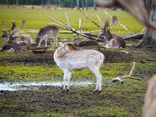 Red deer deer, fallow deer majestically powerful adult animal outside the forest. Mouflons that live with deer. A large animal in the natural forest. The wild landscape creates nature. Deer garden.