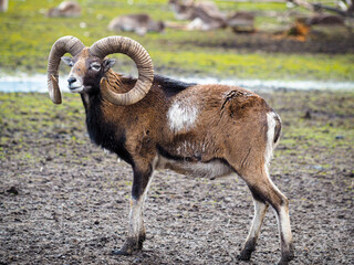 Red deer deer, fallow deer majestically powerful adult animal outside the forest. Mouflons that live with deer. A large animal in the natural forest. The wild landscape creates nature. Deer garden.