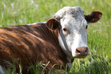 grazing cow