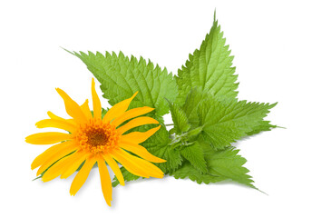 Arnica and nettle