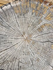 structure of dry cracked wood in the cut