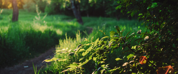 Scenic sunny natural green background. Lens flare on beautiful leaves. Amazing morning landscape of nature with sunbeams. Rich greenery in sunny day with copy space. Scenery of vegetation in sunlight.