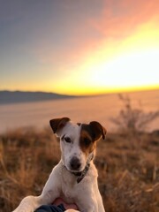 dog at sunset