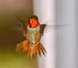 Bright iridescent orange and green  hummingbird wings hovering 