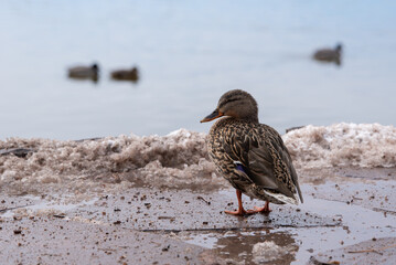 A female Mallard duck stands on a snowy bank overlooking a body of water