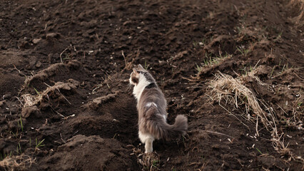A gray and white cat walks on the ground in cold weather. Cute gray and white cat outdoors. Close up view of the cat on the ground.